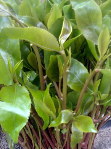 Figure 1 Leaves and shoots of fresh khat.