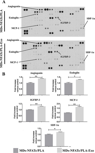 Figure 6 Cytokine and chemokine production levels following treatment with different scaffolds. (A) Representative images of cytokine antibody array. The Human XL Cytokine Array Kit can detect a total of 105 cytokine differences between samples. hBMSCs were co-cultured with MDs-NFATc1/PLA or MDs-NFATc1/PLA-Exo scaffold for 3 days, and the cell culture supernatant was collected for human proteome XL cytokine array. (B) Quantification of cytokine array assay. Significant difference: *p < 0.05, **p < 0.01. The mean signal (pixel density) of the duplicate spot pairs was measured through densitometry, with background signal subtraction and normalization using the positive control samples.