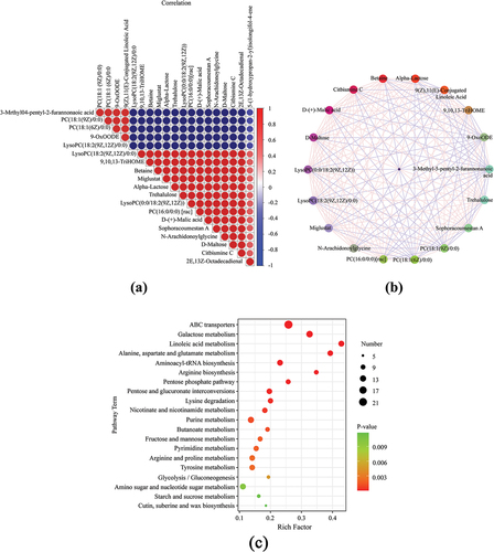 Figure 7. Correlation analysis of differential metabolites: (a) Significance matrix and (b) Protein – protein interaction network. (c) Kyoto Encyclopedia of Genes and Genomes pathway enrichment analysis.