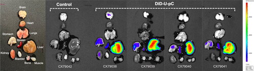 Figure 8. Ex vivo fluorescence imaging of dissected tissues from C57BL/6 mice non-injected (control) and four hours post injection with DID-pC-NEU. Fluorescence was adjusted using the non-injected mice as control in order to eliminate the natural autofluorescence given by all tissues.