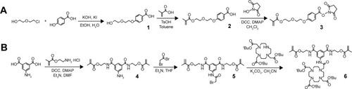 Figure 2 Synthesis of (A) succinimidyl ester benzoate monomer 3 and (B) dimethacrylate DO3A cross-linker 6.Abbreviations: DCC, dicyclohexylcarbodiimide; DMAP, dimethylaminopyridine; DMF, dimethylformamide; DO3A, 1,4,7,10-tetraazacyclododecane-N,N′N″N‴-tetraacetic acid; EtOH, ethanol; KOH, potassium hydroxide; TsOH, toluenesulfonic acid; THF, Tetrahydrofuran.