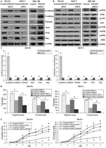 Figure 6. Effects of STEAP2 up-regulation on the key EMT hallmarks and the PI3K/AKT pathway. (a) By western blotting (cropped blot), EMT hallmarks, including E-cadherin, N-cadherin, vimentin, Snail, Slug and Twist, were measured in control or STEAP2 cDNA infected MCF-7 and BT-474 cells. (b) STEAP2 up-regulation decreased the phosphorylation levels of PI3K, AKT and mTOR in STEAP2 cDNA infected BT-474 and MCF-7 cells, and had no effect on the phosphorylation levels of ERK. (c) By real-time RT-qPCR, STEAP2 up-regulation enhanced the expression of E-cadherin, and repressed the expression of N-cadherin, Vimentin, Snail, Slug and Twist, at mRNA levels. (d) AKT and EMT activator IGF-1 could markedly restore cell invasive and migratory capabilities of STEAP2 cDNA infected MCF-7 and BT-474 cells, which was inhibited by STEAP2 up-regulation. (e) AKT and EMT activator IGF-1 could significantly reinforce the proliferation abilities of STEAP2 cDNA infected MCF-7 and BT-474 cells, which was repressed by STEAP2 up-regulation. *P < .05.