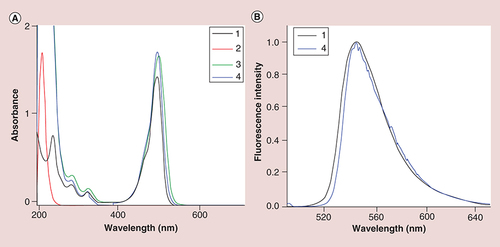 Figure 3. Different characterization methods including UV-Vis spectrum and EEM fluorescence spectrum.UV-Vis spectrum (A) and excitation-emission matrix fluorescence spectrum (B) of fluorescein sodium (FS) (1), polyethyleneimine (PEI) (2), PEI–NH2–FS NPs (3) and PEI–NHAc–FS NPs (4), respectively.