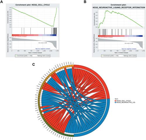 Figure 11 Single gene enrichment analysis. (A and B) are the enrichment classification diagrams of these two pathways (cell cycle and neuroactive ligand receptor interaction). (C) is a diagram of the enrichment pathway and its gene circle.