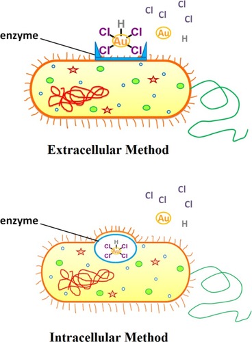 Figure 7 Gold nanoparticles can be synthesized via different approaches when using bacteria.