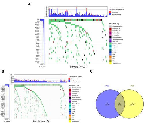 Figure 1 Mutation profile landscape in OC patients. (A) The frequently mutated genes among OC specimens obtained from the ICGC dataset are shown in the waterfall plot. Genes ranked by mutation frequency are presented in the left panel. The right panel shows the variety of mutation types. (B) The frequently mutated genes of the OC samples from the TCGA dataset are depicted via a waterfall plot. The left panel demonstrates the mutation frequency and corresponding genes. The right panel reveals the multiple mutation types of these genes. (C) The common frequently mutated genes between the ICGC and TCGA cohorts are shown in the Venn diagram.