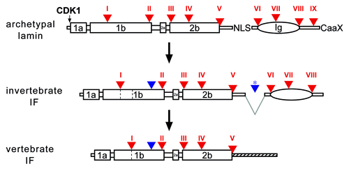 Figure 1. A model of IF evolution from an ancestral lamin progenitor. Intron positions (triangles, numbered with Roman numerals) are shown with respect to protein structure. Large boxes represent coiled-coil segments. The oval represents the lamin Ig-domain. Archetypal intron positions are labeled in red, introns gained in the course of cytoplasmic IF evolution are in blue. Deletion of the region containing the NLS is indicated by gray lines, the resulting new intron is marked by a star. Invertebrate IF proteins lack the last CaaX-encoding exon. Coil 1b in vertebrate IF proteins is shorter by six heptads. The deletion of the six heptads can be explained by generation of a new splice acceptor site of intron I. The heptads, which become deleted, are marked by dashed lines in coil 1b of the invertebrate IF. The tail domains of vertebrate IFs do not show resemblance to their invertebrate progenitors, marked by a hatched line. NLS, nuclear localization signal; CaaX, isoprenylation motif; CDK1, CDK1 phosphorylation site.