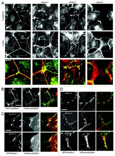 Figure 1. AJ and TJ proteins are maintained at sites of cell-cell contact until junctions are physically disrupted during HGF-induced scattering. (A) IF images of E-cadherin and actin in MDCK cells before and at increasing times after stimulation with 5 ng/µl HGF. Images are representative of distinct phases of cytoskeletal and junctional remodeling. (B, C, D) Still images from time-lapse recordings of E-cadherin-EGFP (B), Claudin-3-EGFP (C), or Nectin-1-EGFP (D) co-expressed with mCherry-p120 catenin, that show the similar manner and timing in which these 3 different actin-connected adhesion complexes are remodeled and disrupted. Scalebars indicate 5 μm.