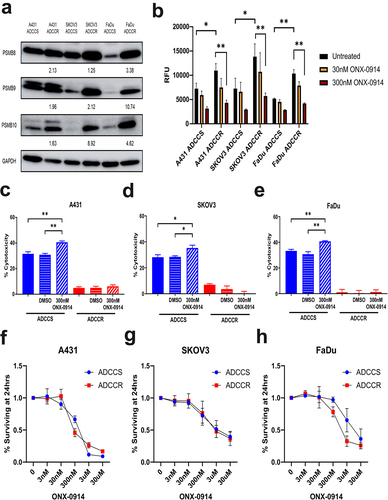 Figure 6. Immunoproteasome activation is associated with ADCC resistance (a), western blot analysis of immunoproteasome subunit expression in ADCC-sensitive (ADCCS) and ADCC-resistant (ADCCR) A431, SKOV3, and FaDu cells. Densitometry values for expression normalized to GAPDH in ADCC resistant relative to ADCC sensitive cells are indicated. (b), immunoproteasome activity in ADCC-sensitive (ADCCS) and ADCC-resistant (ADCCR) A431, SKOV3, and FaDu cells as measured by fluorometric plate based assay. Relative fluorescent units (RFU) were measured for cleavage of immunoproteasome specific substrate to 7-amino-4-methylcoumarin after 1 hr in the presence of absence of the immunoproteasome inhibitor ONX-0914. C-E, percent cytotoxicity of ADCC-sensitive (blue) and ADCC-resistant (red) A431 (c), SKOV3 (d), and FaDu (e) cells as measured by ADCC assay when cells are incubated in either medium alone (solid bars) or medium supplemented with DMSO (horizontal hash bars) or 300 nM of the immunoproteasome inhibitor ONX-0914 (diagonal hash bars) for 1 hr prior to ADCC assay (n = 3 for A431 and FaDu, n = 4 for SKOV3). Unpaired two-tailed t-test, *, P<.05, **, P<.01. Error bars, SEM. F-H, cell viability represented as the percent of cells remaining relative to the untreated ADCC-sensitive (blue) and ADCC-resistant (red) A431 (f), SKOV3 (g), and FaDu (h) cells as measured by crystal violet staining of cells after 24hrs of incubation in either medium alone (untreated) or medium supplemented with various concentrations of ONX-0914.
