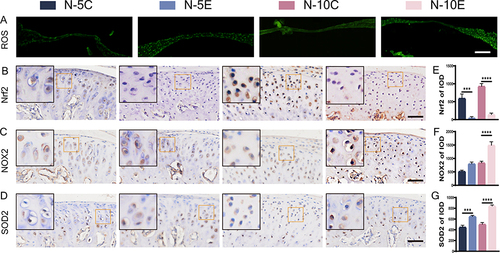 Figure 3 ROS staining and immunohistochemical staining of oxidative stress markers in condylar cartilage of Nrf2-/- mice and Nrf2+/+ mice. (A) ROS staining, bar=100 μm; (B–D) immunohistochemical staining of Nrf2 (B), NOX2 (C), SOD2 (D) and their IOD value statistics (E–G), bar=50 μm. The orange boxed area in the image is magnified in the upper left corner. n= 5, ***P<0.001, ****P<0.0001 indicate significant differences between groups.