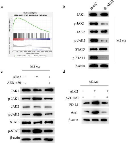 Figure 3. AIM2 regulates TAM polarization and upregulates PD-L1 expression via the JAK/STAT3 signaling pathway.