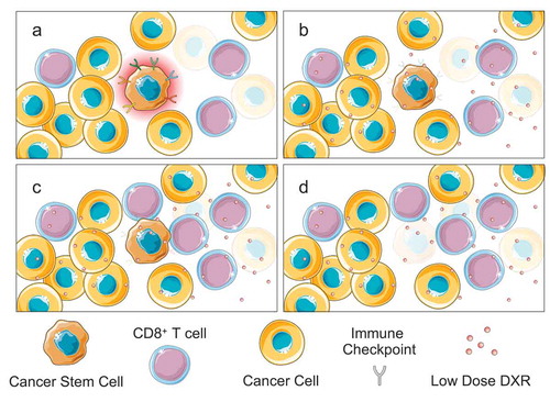 Figure 1. Low-dose doxorubicin (DXR) overcomes immunoevasion by cancer stem cells (CSCs). A) CSCs occupy immune privileged sites and express diverse immune checkpoints, which protects them from elimination by T cells. B) Low dose DXR inhibits immune checkpoint expression driven by Akt-activated Ctnnb1 (β-catenin). C) Now lacking their immunosuppressive shield, CSCs are exposed to anticancer T cell activity and selectively eliminated (d).