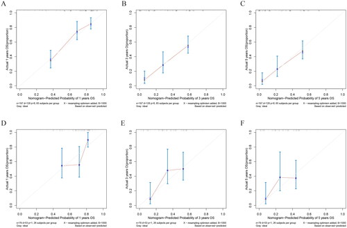 Figure 5. The calibration curves of the prognostic nomogram for the 1, 3, and 5-year OS prediction of the training (A–C) and validation group (D–F). the calibration curves suggested that the predictive outcome have good accordance with the actual 1, 3, and 5-year OS in both training and validation group.