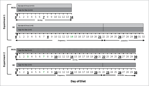 Figure 7. Research design for experiments 1 and 2. The horizontal axis shows the time scale, where Day 0 is the day the animals in the HF groups were switched to HF diet. The same time scale is used throughout the text. Days underlined and larger are the approximate times that fecal samples were obtained. Vertical arrows indicate when the HF diet group was placed on the diet. Null: nulliparous, cycling females; RE: reproductively experienced females.