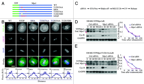 Figure 4. N-terminal phosphorylation of Mps1 is indispensable for UV-induced kinetochore recruitment of Mps1 and metaphase arrest. (A) Schematic map of the −Mps1 mutants used in the following immunofluorescence assay. (B) Stable SW480 cell lines expressing YFP-fused Mps1 or Mps1 mutants with non-phospho-mimetics were arrested in metaphase using the Nocodazole-MG132 procedure. They were exposed to UV irradiation and fixed. IF staining for CREST and DNA were conducted as usual. The corresponding line scan results are shown in the bottom panel. (C) A schematic diagram of the experimental procedure utilized in (D and E) to track the mitotic progression of SW480 cells by monitoring the cyclin B level. (D and E) The effect of UV-C irradiation on the stable SW480 cell line with siRNA resistant Mps1 or Mps1 mutant defective for kinetochore recruitment. The mitotic SW480-YFPMps1siR and SW480-YFPMps1siRT12S15AA cells were treated as described in (C). Mitotic progression was monitored by evaluating the cyclin B level by western blotting (* denotes a degraded product of YFPMps1). Rev, Reversine; Chl, channel.