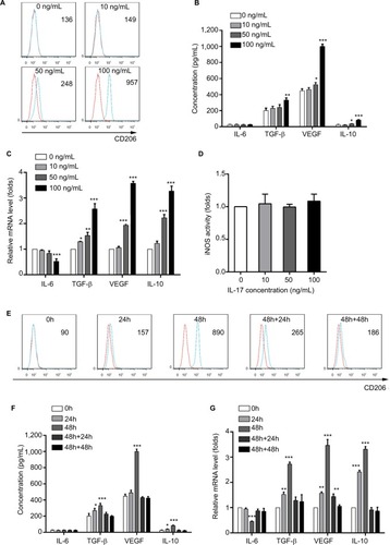 Figure 1 IL-17 induces M2-like phenotype in THP-1-derived macrophages.Notes: (A) THP-1-derived macrophages were treated with IL-17 at 0, 10, 50 and 100 ng/mL for 48 hours. The expression of CD206 was detected by flow cytometry. The histograms are representatives of three independent experiments. Numerical values denote the mean fluorescence intensity. The red line is the fluorescence intensity of isotype control. The blue line is the fluorescence intensity of CD206. (B) ELISA analysis of cytokine levels in the media of IL-17-treated THP-1-derived macrophages. The data shown represent mean±SD (n=3 per group, *P<0.05, **P<0.01 and ***P<0.001). (C) qRT-PCR of TGF-β, VEGF, IL-10 and IL-6 mRNA levels. Relative expression was obtained using the 2-ΔΔCt method after normalization to GAPDH. Histogram shows mean±SD of mRNA expression in three separate experiments (n=3 per group, *P<0.05, **P<0.01 and ***P<0.001). (D) iNOS activity was measured. The data shown represent mean±SD (n=3 per group). (E) Cells were stained with CD206 antibody. Numerical values denote the mean fluorescence intensity. The red line is the fluorescence intensity of isotype control. The blue line is the fluorescence intensity of CD206. (F) ELISA-determined cytokine levels were expressed as mean±SD (n=3 per group, *P<0.05 and ***P<0.001). (G) qRT-PCR of TGF-β, VEGF, IL-10 and IL-6 mRNA levels. The data shown represent mean±SD (n=3 per group, **P<0.01 and ***P<0.001).Abbreviations: GAPDH, glyceraldehyde 3-phosphate dehydrogenase; h, hour; IL, interleukin; iNOS, inducible nitric oxide synthase; qRT-PCR, quantitative real-time PCR; TGF-β, transforming growth factor beta; VEGF, vascular endothelial growth factor.