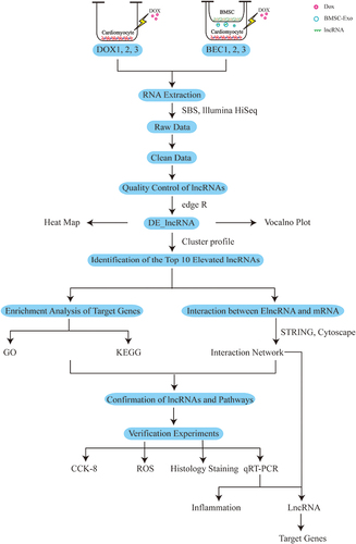 Figure 9 The whole process of the study.