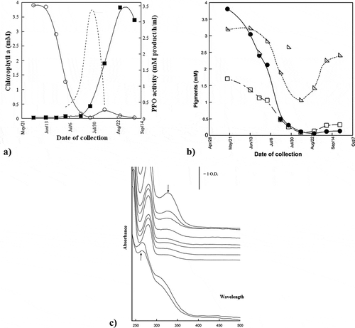 Figure 5. (a) Development of colors of Hilwa during various ripening stages; (b) chlorophyll and carotene content of Sukkari during ripening; (c) UV spectra of methanol extracts of Sullaj