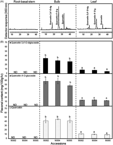 Fig. 2. Determination of total flavonol: quercetin 3,4′-O-diglucoside, Quercetin 4′-O-glucoside, and quercetin in A. rolyei root-basal stem, bulb, and leaf accessions 95002, 95004, and 95005. (A) Representative HPLC chromatogram and (B) flavonol content.Note: Bar indicates ±SE (n = 4).