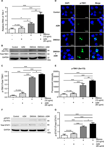 Figure 7 Co-treatment of AZM and DMXAA increased pTBK1 expression in activated macrophages after 3 hr of activation. (A) Cells were collected and mRNA levels of TBK1 were investigated by quantitative PCR (N=3-5). (B and C) Western blot analysis of AZM-activated macrophages with or without DMXAA showed phosphorylation of TBK1 (Ser172). Data are representative of independent over three experiments. (D) Confocal microscope images show DAPI (blue) and pTBK1 (Ser172) (green). (E) The quantification of immunofluorescence signals (N = 3). (F and G) Western blot analysis of AZM-activated macrophages with or without DMXAA showed phosphorylation of STAT1 (Tyr701). Data are presented as mean ± SEM; *p < 0.05, **p < 0.01, and ***p < 0.001.