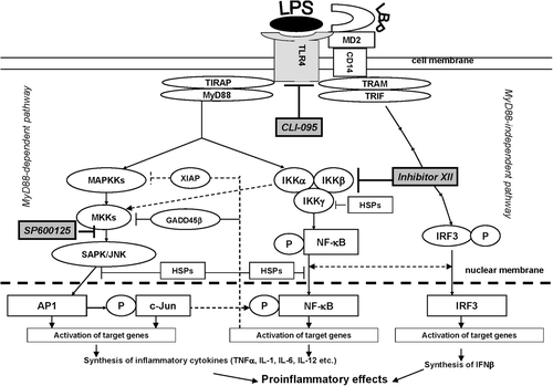 Figure 1.  TLR4 signaling pathway and inhibitors of TLR4 and TLR4-related pathways used in the study. CD14, LBP, and TLR4 are part of the LPS recognition/response pathway. The most extensively studied signaling pathways activated by TLR4 in response to LPS require adaptor proteins including myeloid differentiation factor 88 (MyD88), MyD88 adaptor-like protein (Mal or, alternatively, TIRAP), TIR-containing adapter molecule (TRIF), and TRIF-related adaptor molecule (TRAM) (Krishnan et al., Citation2007). The differences in induction of MyD88-dependent and -independent signaling by endotoxin suggests that the initial interaction of an endotoxin with the extracellular domain of the TLR4 complex results in changes that lead to the recruitment of different adaptor proteins (Zughaier et al., Citation2005). MyD88 activation involves NF-κB and AP-1 signaling cascades, resulting in inflammatory cytokine over-production. The TLR4-mediated MyD88 independent pathway leads to dimerization and activation of IRF3 and IFNβ expression. It follows that the TLR4 signaling pathway leading to LPS-mediated NF-κB, AP-1, and IRF3 activation constitutes an important therapeutic target for sepsis therapy. Recognition of LPS and subsequent signaling pathways are not determined by one single receptor but through the orchestration of multiple receptors that are concentrated at so-called lipid rafts. For instance, in monocytes and macrophages several LPS signaling molecules, namely CD14, HSP70, and HSP90, are constitutively present at lipid rafts, while others, such as TLR4, CXCR4, and MyD88, are recruited upon LPS stimulation. It is known that LPS-mediated activation of the transcription factors NF-κB and AP-1 requires phosphorylation of IKK and JNK kinase, respectively. JNK subsequently phosphorylates AP-1, inducing its transactivation, whereas activated IKK phosphorylates the family of I-κB proteins, targeting them for degradation via the ubiquitin proteasome pathway (Medvedev et al., Citation2000; Haddad and Abdel-Karim, Citation2011). The early MyD88-dependent response to LPS also induces an early activation of IRF3 and induction of IFNκ. The MyD88-independent pathway is responsible for the delayed activation of NF-κB and IRF3. Intriguingly, there is a sequence of data indicating co-operation between the NF-κB and IRF3 pathways. Down-stream NF-κB, IRF3, and MAPK activation can result in intracellular over-production of pro-inflammatory cytokines, including TNFκ, IFNγ, IL-1, and IL-6, as well as reactive oxygen species, including nitric oxide (NO) (Akira et al., Citation2006; Novoselova et al., Citation2006; O’Neill et al., Citation2009). CLI-095 was used for specific inhibition of the TLR4 receptor protein, SP600125 for that of JNK 1/2/3 (which blocks the SAPK/JNK signaling pathway), and IKK Inhibitor XII for inhibition of IKKα/β/ϵ (which leads to NF-κB-pathway blockade).