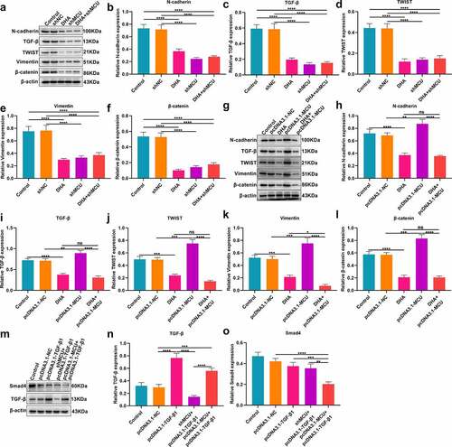 Figure 4. DHA suppresses TGF-β and EMT pathways in OSCC cells by MCU. (a–f) Western blot for detecting the expression of N-cadherin, TGF-β, TWIST, vimentin and β-catenin proteins in CAL-27 cells treated with DHA and/or shMCU. (g–l) Western blot for the expression of N-cadherin, TGF-β, TWIST, vimentin and β-catenin proteins in CAL-27 cells treated with DHA and/or pcDNA3.1-MCU. (m–o) Western blot for the expression of Smad4 and TGF-β proteins in CAL-27 cells transfected with pcDNA3.1-TGF-β1, shMCU and/or pcDNA3.1-MCU. *p < 0.05; **p < 0.01; ***p < 0.001; ****p < 0.0001; ns: not significant.