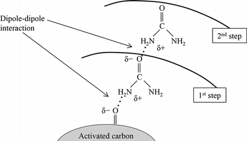 Schematic representation of the adsorption of urea on activated carbon.