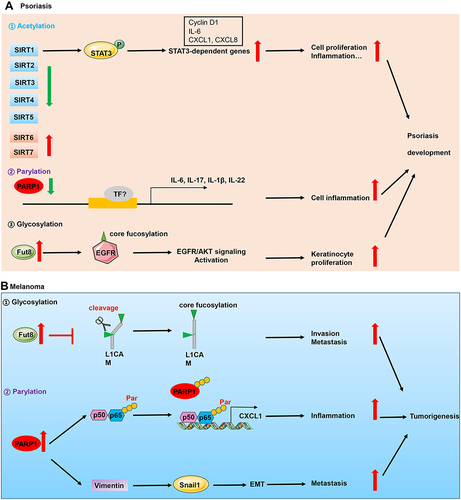 Figure 2 Implication of PTMs in skin diseases. (A) Perturbations of acetylation, parylation and glycosylation are implicated in the pathogenesis of psoriasis which is an inflammatory skin disease. In the epidermis of psoriasis patients, decreased expression of PARP1 and deacetylase SIRT1, and higher expression of glycosyltransferase Fut8 contributed to keratinocyte hyperproliferation and inflammation, which triggered psoriasis development. (B) In skin cancers which is represented by melanoma, upregulation of Fut8 and PARP1 contributed to cell invasion, inflammation and metastasis.