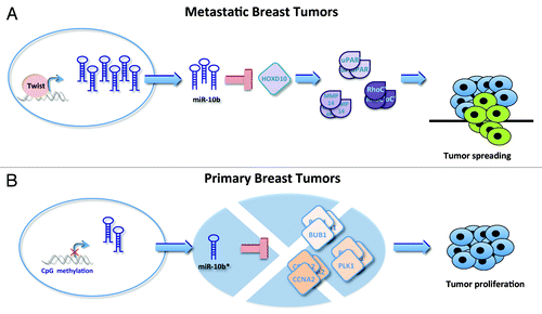 Figure 2. miR-10b locus is involved in breast tumorigenesis. (A) In metastatic tumors, miR-10b is overexpressed by Twist transcription. This feature is closely related to the activation of invasive program through downregulation of HOXD10 and consequently overexpression of several cell migration repressor such as RhoC, uPAR, and MMP14.Citation19 (B) In primary breast tumors miR-10b* is downregulated by CpG island hypermethylation. This feature leads to upregulation of its target genes, such as BUB1, PLK1, and CCNA2 and, in turn, to tumor proliferation.Citation27