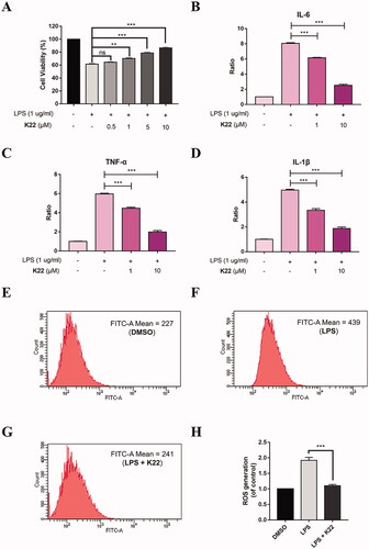 Figure 9. Effects of K22 on LPS-induced injury in H9c2 cells. (A) Protective effects of K22 on the LPS-induced cell damage. Cells were pre-treated with K22 (0.5–10 μM) for 12 h and then with LPS (1 μg/mL) for another 12 h. The cell viability was determined by MTS assay. (B–D) Cells were pre-treated with K22 (1–10 μM) for 12 h and then exposed to LPS (1 μg/mL) for another 12 h, and the ratios of IL-6 (B), TNF-α (C) and IL-1β (D) were determined by corresponding ELISA kits, respectively. (E–G) K22 inhibited LPS-induced ROS generation in H9c2 cells. Cells were pre-treated with 10 μM K22 for 12 h and then exposed to LPS (1 μg/mL) for another 12 h. The cells were stained with 10 μM DCFH-DA for 30 min at 37 °C in dark conditions and the fluorescence signals were detected by a flow cytometer. (H) Statistics of ROS levels in H9c2 cells. Data are presented as mean ± SEM. **P < 0.01, ***P < 0.001 vs. Control group.