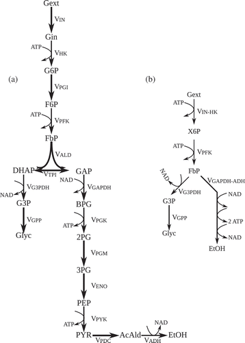 Figure 1. Metabolic network describing glycolysis in Saccharomyces. cerevisiae with ethanol and glycerol formation. (a) The initial full network. (b) Final reduced network after timescale analysis-based model reduction.