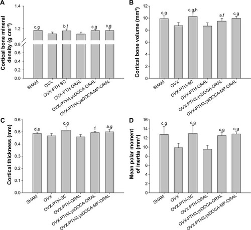 Figure 8 Micro-computed tomography (μ-CT) analyses of the cortical bone of rat tibiae that were either sham-operated (SHAM) or ovariectomized (OVX) and treated with various modes.Notes: The treatment modes were with once-daily subcutaneous injection of 10 μg kg−1 rhPTH (1-34) (OVX-PTH-SC) or once-daily oral administration of 50 μg kg−1 rhPTH (1-34) (OVX-PTH-ORAL), rhPTH (1-34)/Lys-DOCA complex as 50 μg kg−1 rhPTH (1-34) (OVX-PTH/LysDOCA-ORAL), or enteric microparticles containing rhPTH (1-34)/Lys-DOCA nanocomplex as 50 μg kg−1 of rhPTH (1-34) (OVX-PTH/LysDOCA-MP-ORAL) for 12 weeks. Cortical bone mineral density (Ct.BMD) (A), cortical bone volume (Ct.BV) (B), cortical thickness (Ct.Th) (C), and mean polar moment of inertia (MMI [polar]) (D). Data are presented as mean ± standard deviation (n=10 for each group). aP<0.05 compared with the OVX group; bP<0.01 compared with the OVX group; cP<0.001 compared with the OVX group; dP<0.05 compared with the OVX-PTH-SC group; eP<0.05 compared with the OVX-PTH-ORAL group; fP<0.01 compared with the OVX-PTH-ORAL group; gP<0.001 compared with the OVX-PTH-ORAL group; hP<0.05 compared with the OVX-PTH/LysDOCA-ORAL group (one-way ANOVA followed by Tukey’s multiple-comparison test).Abbreviations: PTH, parathyroid hormone; recombinant human PTH; LysDOCA, lysine-linked deoxycholic acid; ANOVA, analysis of variance.