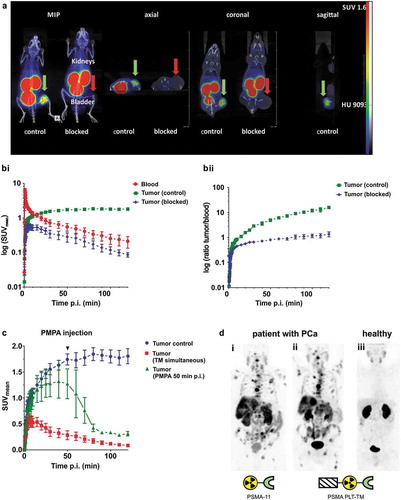 Figure 7. (a) PET imaging of the novel [68Ga]Ga-PSMA PLT-TM is shown as maximum intensity projections (MIP) and orthogonal planes (axial, coronal, sagittal) of two LNCaP tumor-bearing NMRI nu/nu mice. The distribution kinetics of [68Ga]Ga-PSMA PLT-TM (injected activity 15 MBq, molar activity 18 GBq/µmol, injected peptide amount 0.52 nmol PSMA PLT-TM) after single intravenous injection was measured in a dynamic PET study over 2 h and the images were prepared as integral activity from 60 to 120 min (midframe time 90 min). To demonstrate the specific binding of [68Ga]Ga-PSMA PLT-TM, PSMA was competitively blocked by simultaneous injection of 86 nmol/animal unlabeled PSMA PLT-TM in one animal (blocked). The green arrows show the tumor of the control animal (SUVmax 1.6 g/mL) and the red arrows indicate blocked tumors (SUVmax 0.06 g/mL). The color scales are in SUV (SUV, 0–1.6) and Hounsfield Units (HU, −1000–9093). (b) Blocking of [68Ga]Ga-PSMA PLT-TM tumor uptake. Estimation of (Bi) the blood and tumor uptake kinetics and (Bii) the corresponding tumor/blood and tumor/muscle ratios in the absence (control) or presence (blocked) of 86 nmol of unlabeled PSMA PLT-TM. Plots show mean ± SEM from experiments of four mice. (c) Kinetics of [68Ga]Ga-PSMA PLT-TM tumor uptake and blood activity concentration (SUVmean). Comparison of [68Ga]Ga-PSMA PLT-TM in LNCaP tumor-bearing mice without (control, n = 4) or with simultaneous injection of 86 nmol of non-radiolabeled PSMA PLT-TM (TM simultaneous, n = 4) and 50 min after radiotracer injection, injection of 2 µmol 2-PMPA (50 min p.i. PMPA, n = 2). The activity concentrations were derived from the ROIs over the tumors. Plots are presented as mean ± SEM of n experiments, respectively. (d) PET imaging of a patient with metastasized PCa comparing [68Ga]Ga-PSMA PLT-TM with [68Ga]Ga-PSMA-11. (Di) [68Ga]Ga-PSMA-11 was used for PET of a patient with metastasized PCa. (Dii) The same patient has undergone PET imaging 2 weeks later using [68Ga]Ga-PSMA PLT-TM. (Diii) PET scan of a healthy volunteer using [68Ga]Ga-PSMA PLT-TM.