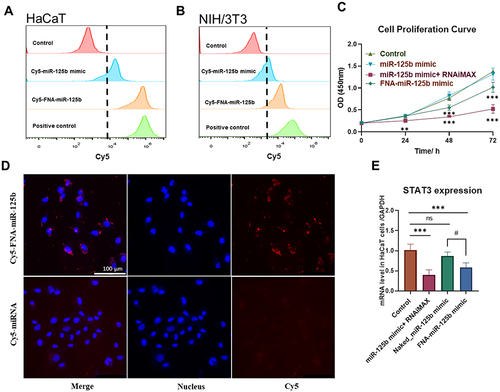 Figure 2 Cellular uptake and the mRNA levels of targeting genes of FNA-miR-125b. (A) Flow cytometry analysis of HaCaT cells labeled with miR-125b mimic alone, FNA-miR-125b or miR-125b mimic+RNAiMAX (positive control); (B) Flow cytometry analysis of NIH/3T3 cells labeled with miR-125b mimic alone, FNA-miR-125b or miR-125b mimic+RNAiMAX (positive control); (C) The proliferation curve of HaCaT cells after the treatment of miR-125b mimic, FNA-miR-125b or miR-125b mimic+RNAiMAX at 24 h, 48 h and 72 h; (D) The imaging of cellular uptake of Cy5-FNA-miR-125b and Cy5-miR-125b mimic in HaCaT cell by a DMI8 laser microscope (nucleus: blue Cy5: red). Scale bars are 100 μm. (E) The quantification of STAT3 expression level after cell transfection with miR-125b mimic, FNA-miR-125b or miR-125b mimic+RNAiMAX at 48 h. In all the images, data is presented as mean ± SD (n≥3), **p < 0.01, ***p < 0.001, #p < 0.05, ns refers “not significant” and p > 0.05.