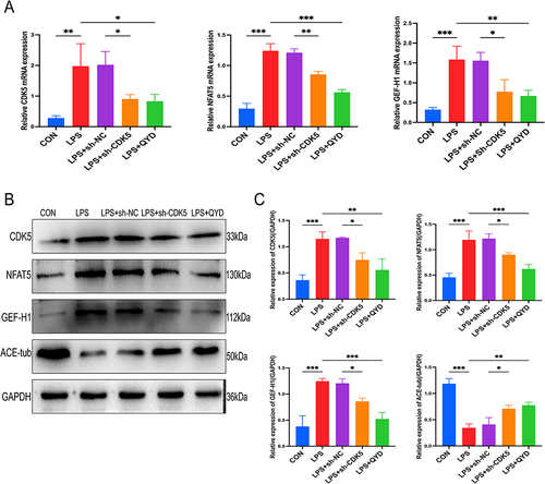 Figure 9 The regulatory effect of QYD or CDK5 knockdown on NFAT5-GEF-H1 signaling pathway. (A) Quantitative RT-PCR was performed to analyze the relative levels of CDK5, NFAT5, and GEF-H1 in r-PMVEC. (B and C) Western blot and histograms were performed to assess the protein expression levels of CDK5, NFAT5, GEF-H1, and Acetyl-alpha Tubulin, and GAPDH was used as a loading control. Data are representative images or expressed as from at least three independent experiments; *P < 0.05, **P < 0.01, ***P < 0.001.