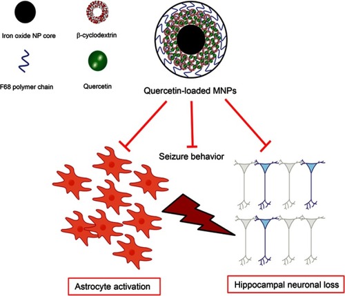 Figure 10 Schematic representation of quercetin-loaded magnetic nanoparticles (MNPs) and their effects on seizure behavior, neuronal loss and astrocyte activation.