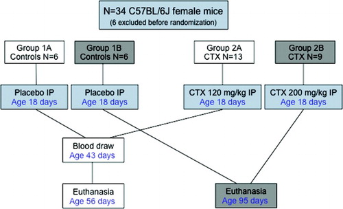 Figure 1.  Study design. The animals were divided into placebo and test groups. The effect of CTX was assessed as a function of both dose and age of exposure. Animals were euthanized and tissue was harvested and examined.