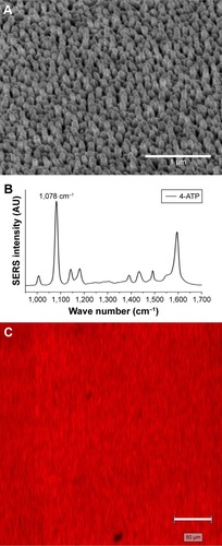 Figure 1 (A) FE-SEM of Ag-SNP SERS substrate. Scale bar 1 µm. (B) Representative SERS spectra of 4-ATP molecule with a prominent peak at 1,078 cm−1. (C) SERS mapping shows the minimum variation in SERS enhancement for 4-ATP on the Ag SNP substrate. Scale bar 50 µm.Abbreviations: ATP, aminothiophenol; FE-SEM, field-emission scanning electron microscopy; SERS, surface-enhanced Raman scattering; SNP, silicon nanopillar.