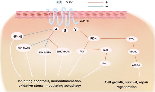 Figure 4. GLP-1R activation can enhance the activity of adenylate cyclase (AC) and activate cAMP/PKA/CREB signaling pathway which can maintain the CNS homostasis, protect neurons from numerous injurious reactions and promote the neurovascular reconstruction that is beneficial to attenuate various CNS diseases. In addition to this, GLP-1/GLP-1R signaling axis can keep the balance of neurotransmitters including excitatory and inhibitory, monoamine neurotransmitters, which can enhance synaptic plasticity, inhibit abnormal neuroelectric activity and relieve excitotoxicity that is advantageous to improve epilepsy, schizophrenia, anxiety and depression and so on.