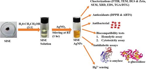 Scheme 1 Schematics of SISE AgNPs synthesis, for diverse biological applications and Hg2+ sensing.