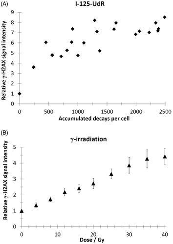 Figure 2. Quantification of the mean γ-H2AX signal intensity by flow cytometry (>10,000 cells/events per data point) as a function of accumulated decays per cell after I-125-UdR exposure (A) or as a function of radiation dose after γ-irradiation (B). Values are normalized to respective controls. In the dose range from 8–40 Gy the relative γ-H2AX signal intensity increased significantly after γ-irradiation when compared to non-irradiated controls (p < .05).