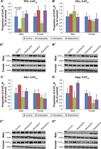 Figure 2 Effects of three APDs on 5-HT2A expression levels in the PFC (A′, A″), CPu (B′, B″), NAc (C′, C″), and Hipp (D′, D″) of female and male rats.