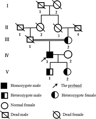 Figure 1. Pedigree chart of the inherited FXII-deficient family.