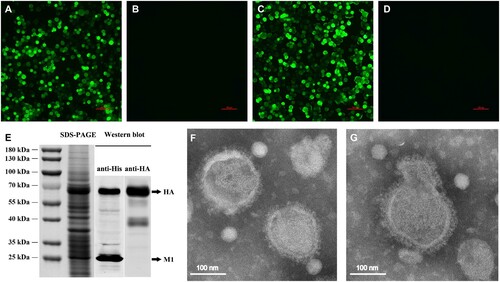 Figure 1. Production and characterization of H5N1 VLP. The expression of the HA and M1 proteins was observed in the infected sf9 cells using IFA. Sf9 cells infected with rBV-HA (A), rBV-M1 (C), or only empty baculoviruses (B), (D) after 48 h. (E) The expression of the HA and M1 proteins on the VLP was analysed using SDS-PAGE gels with coomassie blue staining and validated by western blot using the His-tag mouse monoclonal antibody and H5 subtype HA mouse monoclonal antibody. (F), (G) Negative staining electron microscopy of the H5N1 VLP. Puriﬁed VLPs were stained using 1% phosphotungstic acid.