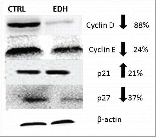 Figure 4. Expression of cell cycle proteins in SCC-9 tongue carcinoma cells assessed by Western blot after 24 hours of treatment with hexane extract of Erythroxylum daphnites (EDH). All these proteins were involved in the transition to G1/S phase of cell cycle. The reduction of expression of cyclin D, cyclin E and p27 and enhanced level of p21 suggest the arrest of cells treated with EDH at G0/G1 phase.