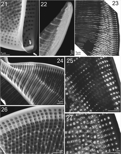 Figures 21–27. SEM and TEM micrographs of Entomoneis grisslehamnensis sp. nov. Figs 21, 22, 24 and 26. SEM; Figs 23, 25, 27. TEM. Fig. 21. Distal raphe ending (arrow) viewed from inner valve. Fig. 22. Tilted valve apex showing elevated virgae, thicker at the valve margin. Fig. 23. Elevated wing with radial striae appearing decussate. Fig. 24. Bulged valve body and flattened wing with silicified rims around areolae; specific row of areolae on raphe-canal. Figs 25–27. Details of quadrangular areolae perforated with finely perforated hymen.