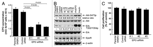 Figure 2. Knockdown of autocrine/paracrine EPO expression by siRNA inhibits cell signaling but not cell proliferation of SKBR3 cells. (A) SKBR3 cells were subjected to knockdown of EPO expression with three different siRNAs or control siRNA for 48 h. The cells were then cultured for an additional 40 h. The conditioned medium was harvested for detection of EPO as described in Figure 1. (B) SKBR3 cells were subjected to knockdown of EPO as described in (A). The cells were then harvested and lysed for western blotting analysis with the antibodies shown. Lysates from separate dishes of SKBR3 cells treated with rHuEPO (40 unit/mL) or insulin (10 nM) for 30 min prior to cell lysis were used as positive controls. (C) Parental SKBR3 cells and the SKBR3 cells with and without EPO knockdown were cultured for additional 5 d in normoxia, and then subjected to an MTT assay as described in Materials and Methods.