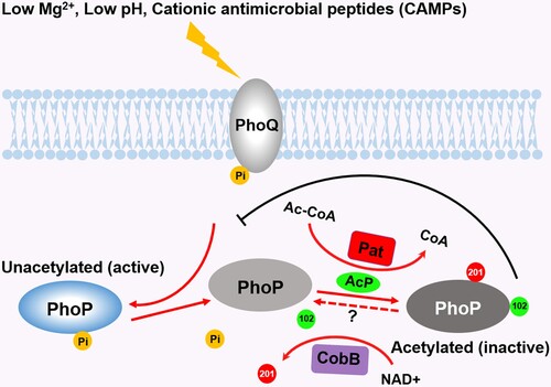 Figure 7. Crosstalk between acetylation and phosphorylation on PhoP. Under low magnesium or low pH conditions, PhoP is activated by accepting phosphoryl groups from PhoQ. The phosphorylated PhoP antagonizes the acetylation of K102. K102 is acetylated by AcP, leading to the abrogation of PhoP phosphorylation, while the acetylation of K201 by the acetyltransferase Pat inhibits the DNA-binding ability of PhoP. The deacetylation of K201 by CobB enhances the DNA-binding activity of PhoP. The deacetylation of K102 by unknown mechanisms may produce the naïve PhoP, the counterpart of PhoQ. Abbreviations: 102, K102 acetylation; 201, K201 acetylation; Pi, phosphorylation; Mg2+, magnesium; Ac-CoA, Acetyl-CoA; CoA, coenzyme A.
