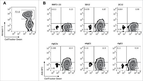 Figure 4. Effect of anti-murine Tim-3 antibodies on binding to phosphatidylserine. A, Dexamethasone-treated thymocytes were labeled with CellTracker Green and stained with Annexin V to detect phosphatidylserine expression. Representative flow cytometry data are shown. B, mTim-3-Ig was incubated with RMT3-23, B8.2C12, 5D12 or matched isotype control antibody prior to addition to dexamethasone treated thymocytes. Data are representative of 4 independent experiments.