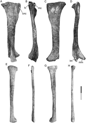 FIGURE 11. Tanius sinensis holotype hind limb elements. Right tibia (PMU 24720/28) in A, lateral, B, anterior, C, medial, and D, posterior view. Right fibula (PMU 24720/29) in E, lateral, F, posterior, G, medial, and H, anterior view. Scale bar equals 200 mm. Abbreviations: cnc, cnemial crest; lc, lateral condyle; mc, medial condyle; lm, lateral malleolus; mm, medial malleolus.